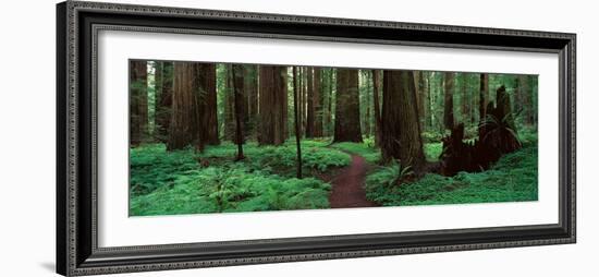 Redwoods Path-Alain Thomas-Framed Photographic Print