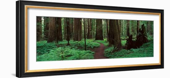 Redwoods Path-Alain Thomas-Framed Photographic Print