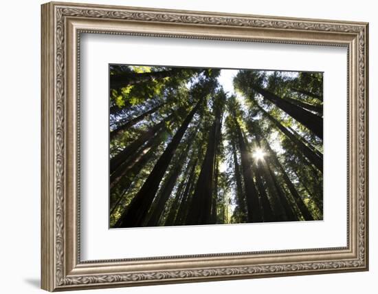 Redwoods, Roosevelt Grove, Humboldt Redwoods State Park-Rob Sheppard-Framed Photographic Print