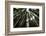 Redwoods, Roosevelt Grove, Humboldt Redwoods State Park-Rob Sheppard-Framed Photographic Print