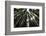 Redwoods, Roosevelt Grove, Humboldt Redwoods State Park-Rob Sheppard-Framed Photographic Print