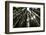 Redwoods, Roosevelt Grove, Humboldt Redwoods State Park-Rob Sheppard-Framed Photographic Print