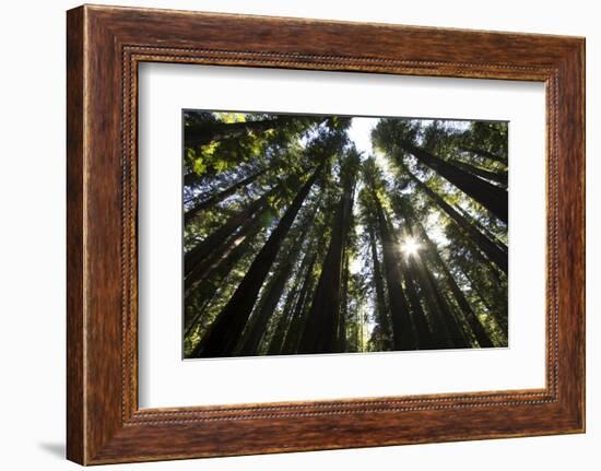 Redwoods, Roosevelt Grove, Humboldt Redwoods State Park-Rob Sheppard-Framed Photographic Print