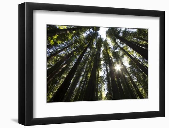 Redwoods, Roosevelt Grove, Humboldt Redwoods State Park-Rob Sheppard-Framed Photographic Print