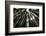 Redwoods, Roosevelt Grove, Humboldt Redwoods State Park-Rob Sheppard-Framed Photographic Print