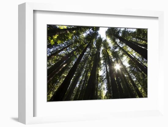 Redwoods, Roosevelt Grove, Humboldt Redwoods State Park-Rob Sheppard-Framed Photographic Print