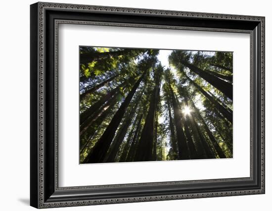 Redwoods, Roosevelt Grove, Humboldt Redwoods State Park-Rob Sheppard-Framed Photographic Print