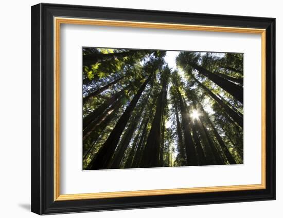 Redwoods, Roosevelt Grove, Humboldt Redwoods State Park-Rob Sheppard-Framed Photographic Print