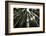 Redwoods, Roosevelt Grove, Humboldt Redwoods State Park-Rob Sheppard-Framed Photographic Print