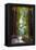 Redwoods State Park - Pathway in Trees-Lantern Press-Framed Stretched Canvas