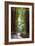 Redwoods State Park - Pathway in Trees-Lantern Press-Framed Art Print