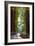 Redwoods State Park - Pathway in Trees-Lantern Press-Framed Premium Giclee Print