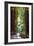 Redwoods State Park - Pathway in Trees-Lantern Press-Framed Premium Giclee Print