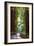 Redwoods State Park - Pathway in Trees-Lantern Press-Framed Premium Giclee Print
