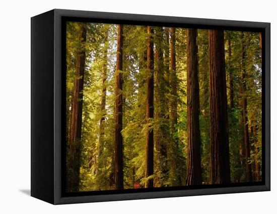 Redwoods-Charles O'Rear-Framed Premier Image Canvas