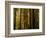 Redwoods-Charles O'Rear-Framed Photographic Print