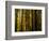 Redwoods-Charles O'Rear-Framed Photographic Print