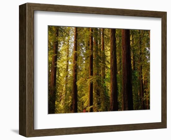 Redwoods-Charles O'Rear-Framed Photographic Print