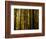 Redwoods-Charles O'Rear-Framed Photographic Print