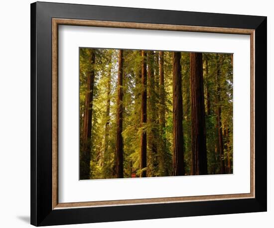 Redwoods-Charles O'Rear-Framed Photographic Print