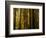 Redwoods-Charles O'Rear-Framed Photographic Print