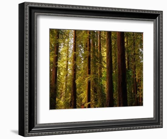 Redwoods-Charles O'Rear-Framed Photographic Print