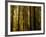 Redwoods-Charles O'Rear-Framed Photographic Print