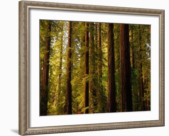 Redwoods-Charles O'Rear-Framed Photographic Print