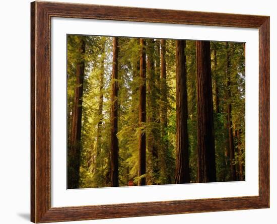 Redwoods-Charles O'Rear-Framed Photographic Print