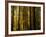 Redwoods-Charles O'Rear-Framed Photographic Print