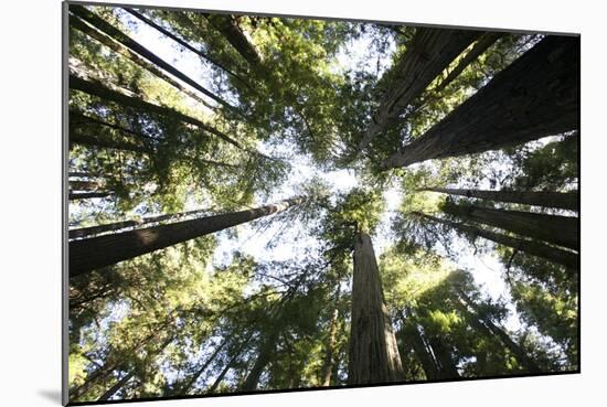 Redwoods-Chris Bliss-Mounted Photographic Print