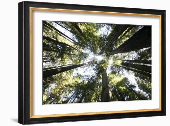 Redwoods-Chris Bliss-Framed Photographic Print