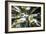 Redwoods-Chris Bliss-Framed Photographic Print