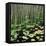 Reed and Water Lillies in Pond, Arcadia National Park, Maine-Micha Pawlitzki-Framed Premier Image Canvas