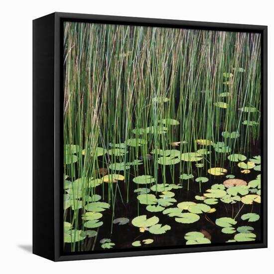 Reed and Water Lillies in Pond, Arcadia National Park, Maine-Micha Pawlitzki-Framed Premier Image Canvas