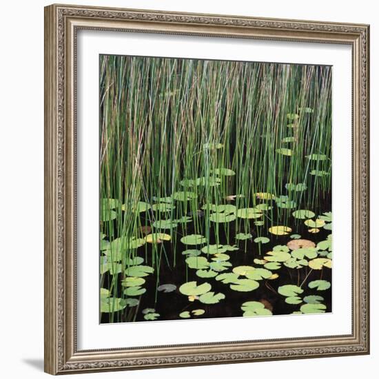 Reed and Water Lillies in Pond, Arcadia National Park, Maine-Micha Pawlitzki-Framed Photographic Print