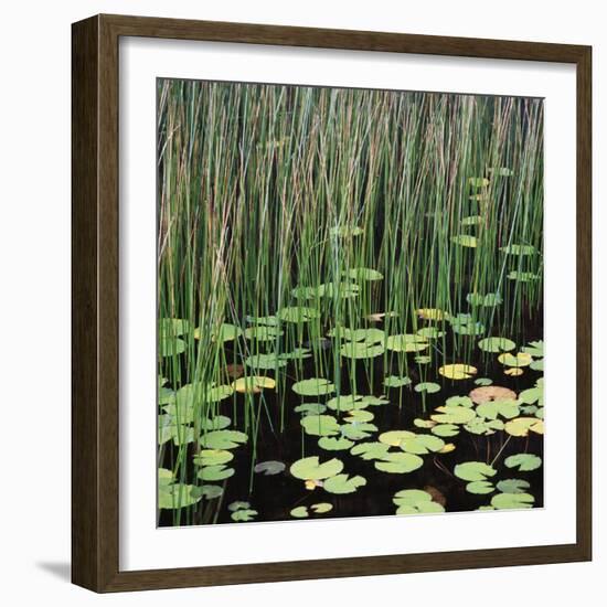 Reed and Water Lillies in Pond, Arcadia National Park, Maine-Micha Pawlitzki-Framed Photographic Print