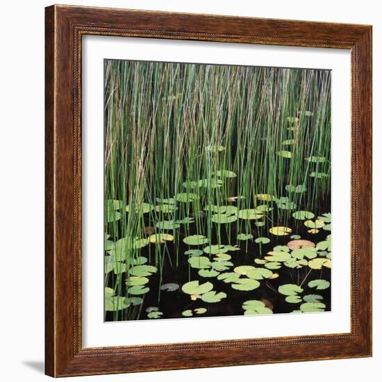 Reed and Water Lillies in Pond, Arcadia National Park, Maine-Micha Pawlitzki-Framed Photographic Print