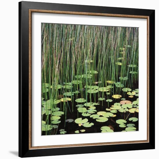 Reed and Water Lillies in Pond, Arcadia National Park, Maine-Micha Pawlitzki-Framed Photographic Print