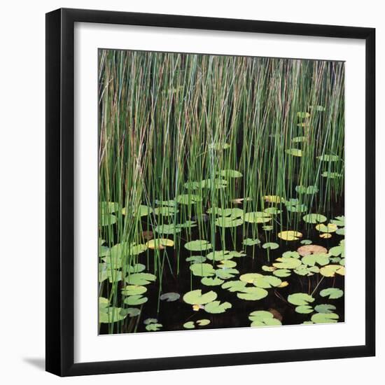 Reed and Water Lillies in Pond, Arcadia National Park, Maine-Micha Pawlitzki-Framed Photographic Print