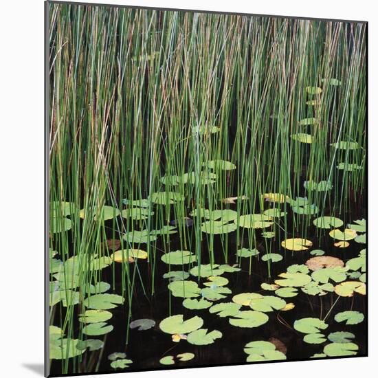 Reed and Water Lillies in Pond, Arcadia National Park, Maine-Micha Pawlitzki-Mounted Photographic Print