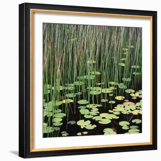 Reed and Water Lillies in Pond, Arcadia National Park, Maine-Micha Pawlitzki-Framed Photographic Print