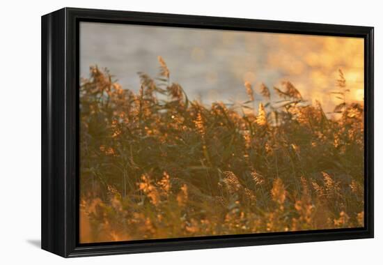 Reed at Sunrise, Zingst, Barther Bodden, Darss, Fischland-Darss-Zingst-Raimund Linke-Framed Premier Image Canvas