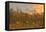 Reed at Sunrise, Zingst, Barther Bodden, Darss, Fischland-Darss-Zingst-Raimund Linke-Framed Premier Image Canvas