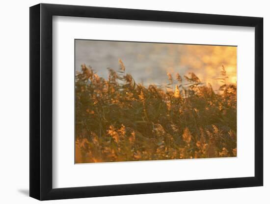 Reed at Sunrise, Zingst, Barther Bodden, Darss, Fischland-Darss-Zingst-Raimund Linke-Framed Photographic Print