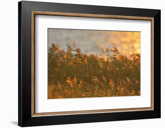 Reed at Sunrise, Zingst, Barther Bodden, Darss, Fischland-Darss-Zingst-Raimund Linke-Framed Photographic Print