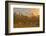 Reed at Sunrise, Zingst, Barther Bodden, Darss, Fischland-Darss-Zingst-Raimund Linke-Framed Photographic Print