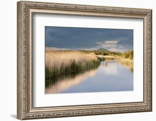 Reed Beds and View Towards Glastonbury Tor from Rspb Reserve, Somerset Levels, Somerset, UK-Ross Hoddinott-Framed Photographic Print