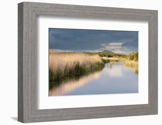 Reed Beds and View Towards Glastonbury Tor from Rspb Reserve, Somerset Levels, Somerset, UK-Ross Hoddinott-Framed Photographic Print