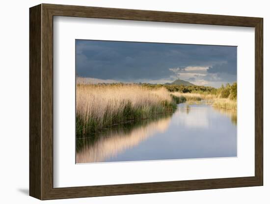 Reed Beds and View Towards Glastonbury Tor from Rspb Reserve, Somerset Levels, Somerset, UK-Ross Hoddinott-Framed Photographic Print